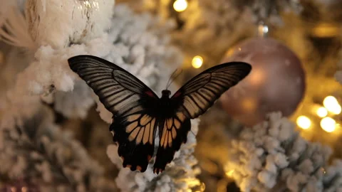 Butterfly on a Christmas tree close-up. Stock Footage 98617849