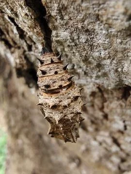Butterfly Chrysalis Front View 스톡 사진