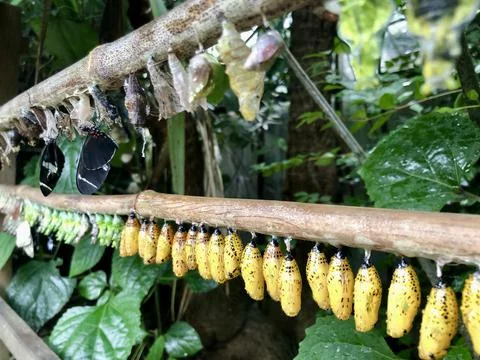 Butterfly Chrysalis Foto stock