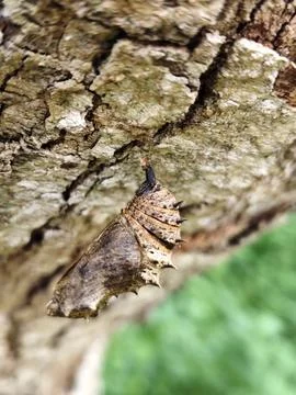 Butterfly Chrysalis side view Stock Photos
