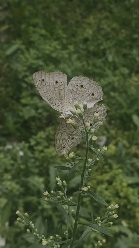 Butterfly, Cinematic Vertical Video stock 310663626