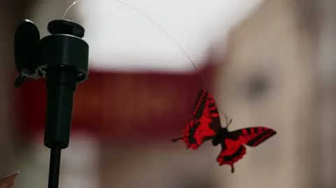 Butterfly on city background Stock Footage 22053319