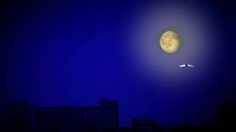 Butterfly in the city Stock-Footage 547261