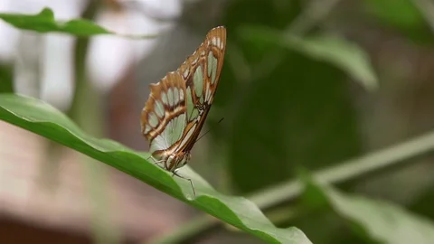 Butterfly Cleans Antennae On Leaf close up depth of field Stock Footage 88556197