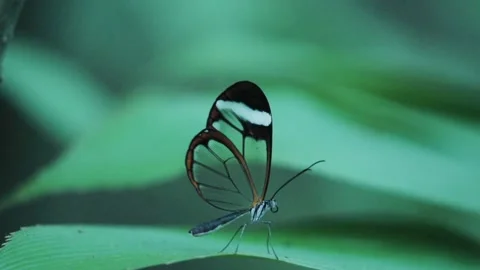 Butterfly with Clear Wings Flapping in Slowmotion Stock Footage 135607123