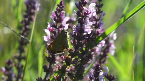 Butterfly climbing a flower 動画素材 52447078