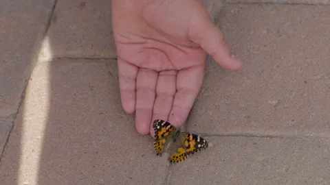 Butterfly climbs on hand Stock Footage 292704012