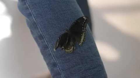 Butterfly climbs up leg Stock Footage 297110540