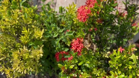 Butterfly clip Stock Footage 223404843