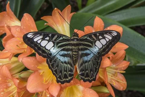 Butterfly the Clipper Foto stock