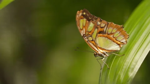Butterfly in close up, flies off leaf in slow motion Video stock 139342992