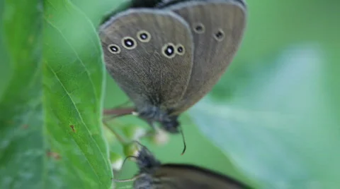 The butterfly. A close up. Видео 851502