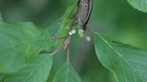 The butterfly. A close up. Видео 851508