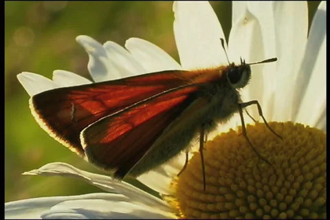 Butterfly, close up Video stock 908167