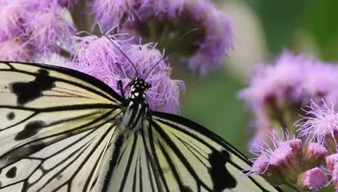 Butterfly close up Stock-Footage 10876337