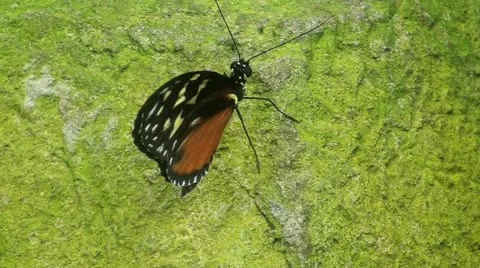 Butterfly Close Up Vidéo 12629466