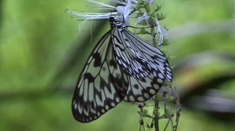 Butterfly Close up Video stock 41541205