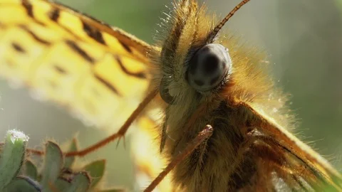 Butterfly close-up Stock Footage 108381683