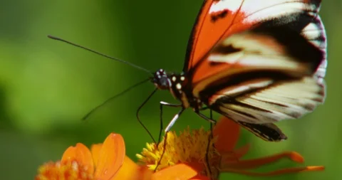 Butterfly Close Up 動画素材 127205974