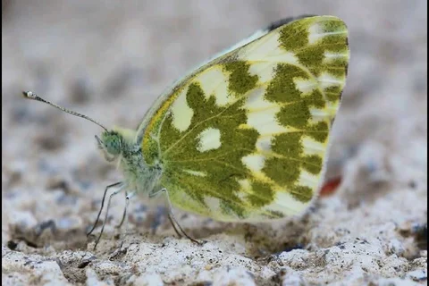 Butterfly close up Stock Footage 130003257
