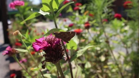 Butterfly Close Up Gathering Nectar Handheld Shot Stock Footage 84813090