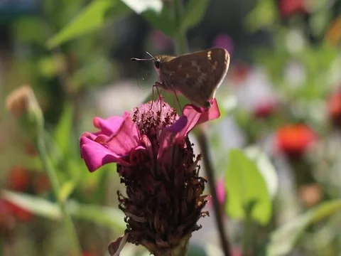 Butterfly Close Up Gathering Nectar Macro Shot Stock Footage 84813153