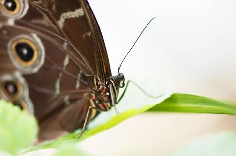 Butterfly close up on a leaf Stock Photos