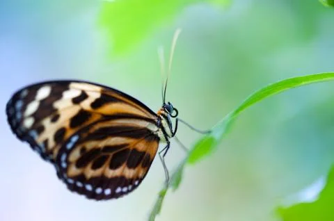Butterfly close up on a leaf Foto stock