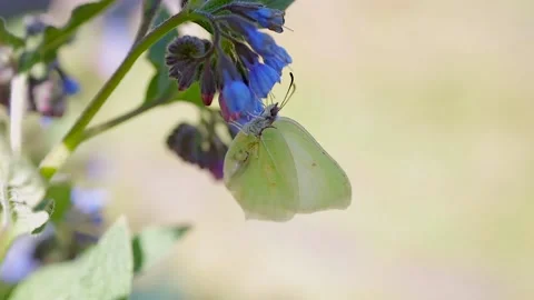 Butterfly close up macro shot Stock Footage 134249247