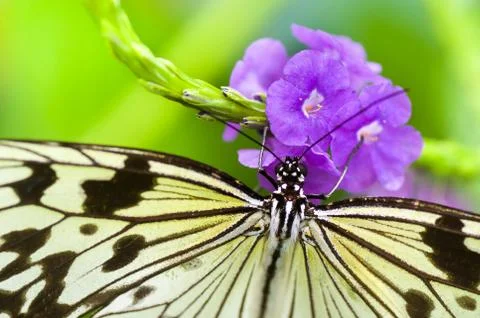 Butterfly close up Stock Photos