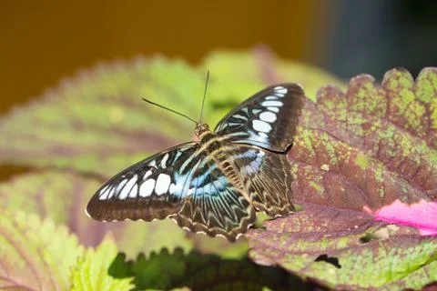 Butterfly close up Stock Photos
