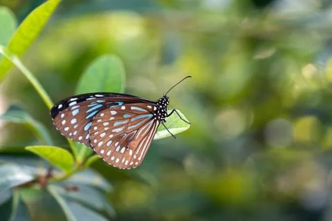 Butterfly close up Stock Photos