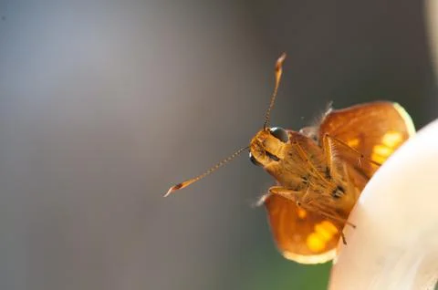 Butterfly close up Stock Photos