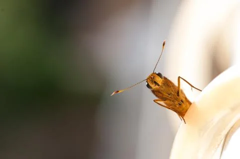 Butterfly close up Stock Photos