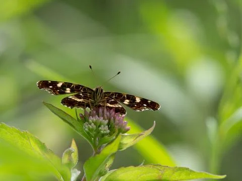 Butterfly close-up Foto stock