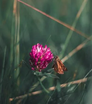Butterfly close up Stock Photos