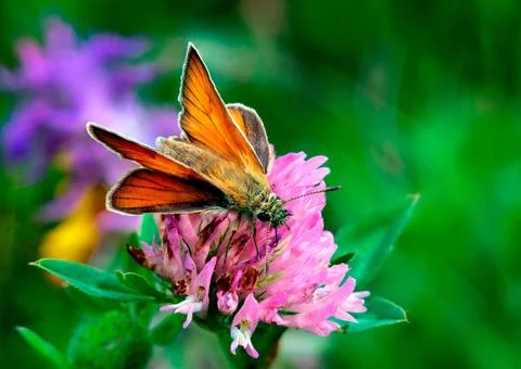Butterfly close-up Stock Photos
