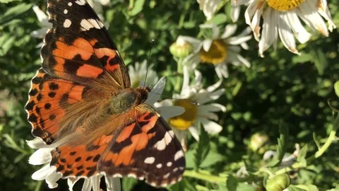 Butterfly Close Up in Sunshine 스톡 동영상 80267168