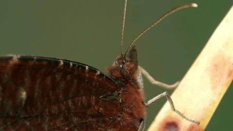 Butterfly close up video Stock Footage 195924580