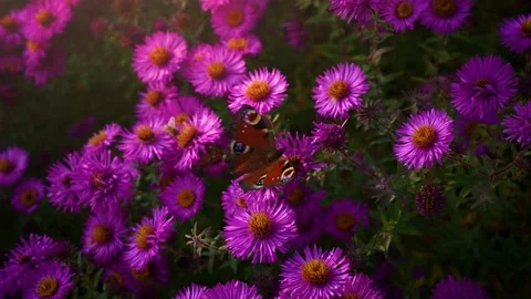 Butterfly closeup and bees on asters flowers. Peacock butterfly gathering nectar Stock Footage 219282808