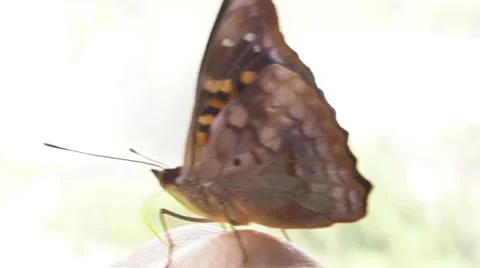 A butterfly Closeup Video stock 33527199