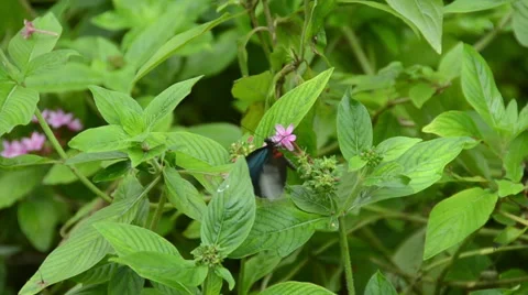 Butterfly closeup Stock Footage 46026854