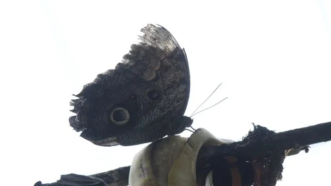 Butterfly Closeup Stock Footage 95537652