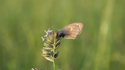 Butterfly closeup Video stock 129725072