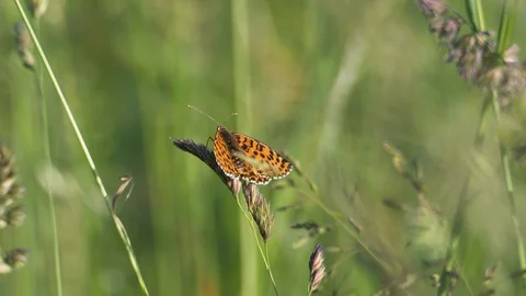 Butterfly closeup Stock Footage 129738423