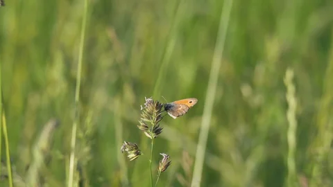 Butterfly closeup Stock Footage 129738843