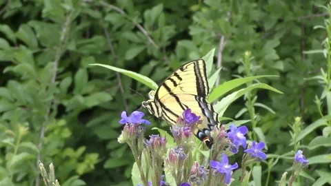 Butterfly closeup Stock Footage 158448674