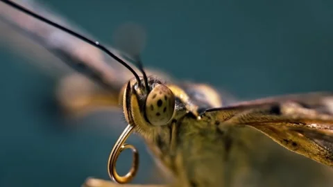 Butterfly Closeup with Macro Insect Eye. Stock Footage 307264453
