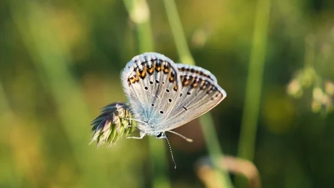 Butterfly closeup in park Stock Footage 129952846