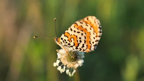 Butterfly closeup in park Stock Footage 129953842